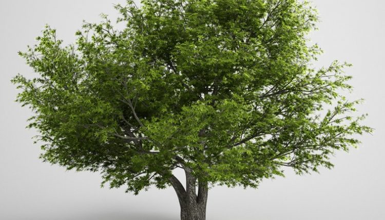 Free download 3D model Trees Collection Vol 5 From CGAxis 3