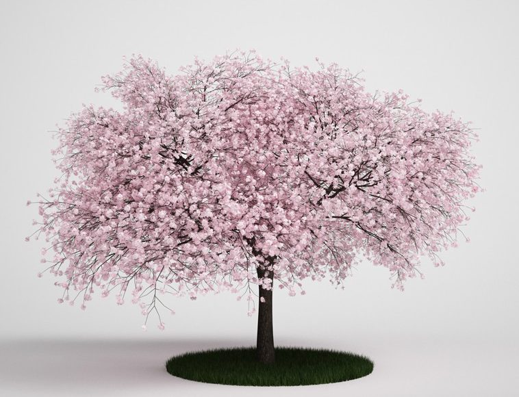 Free download 3D model Trees Collection Vol 5 From CGAxis 4