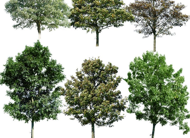 Free download Cut Out Trees For Archviz