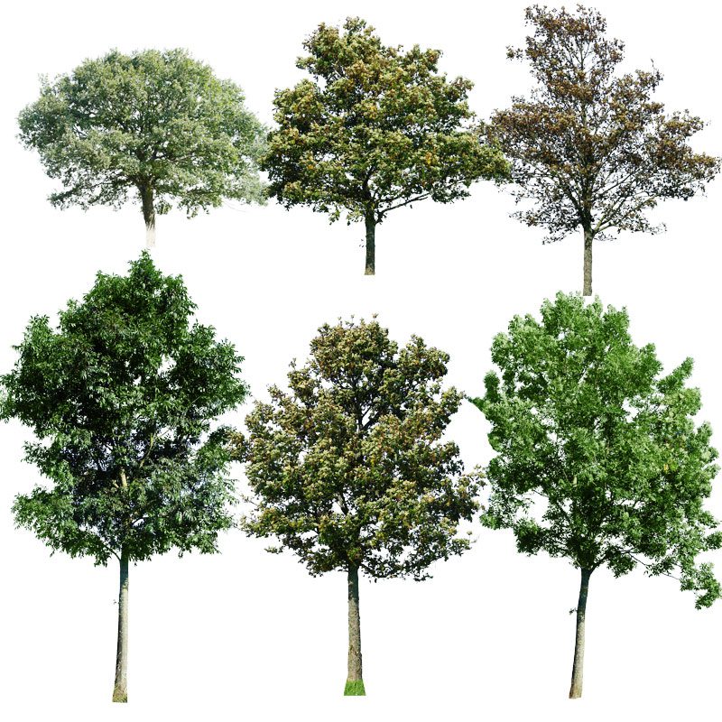 Free download Cut Out Trees For Archviz