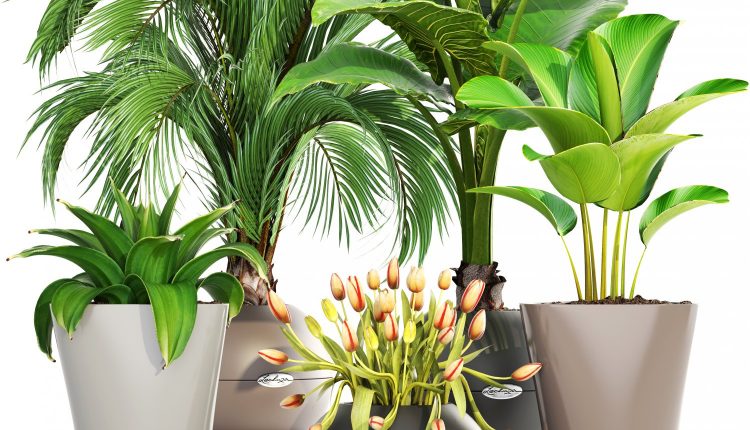 Free 3d Model Collection of Plants 1