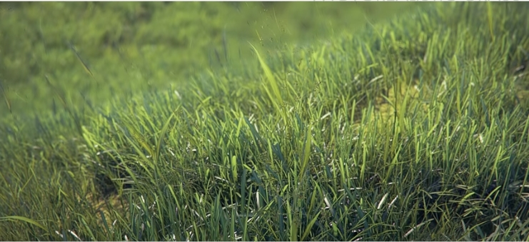 How To Create Photo-Realistic Grass In 3dsmax And Vray From VizPeople