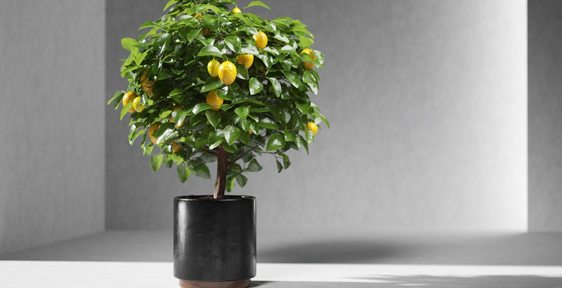 Free Lemon Tree 3D Model by Viz-People 1