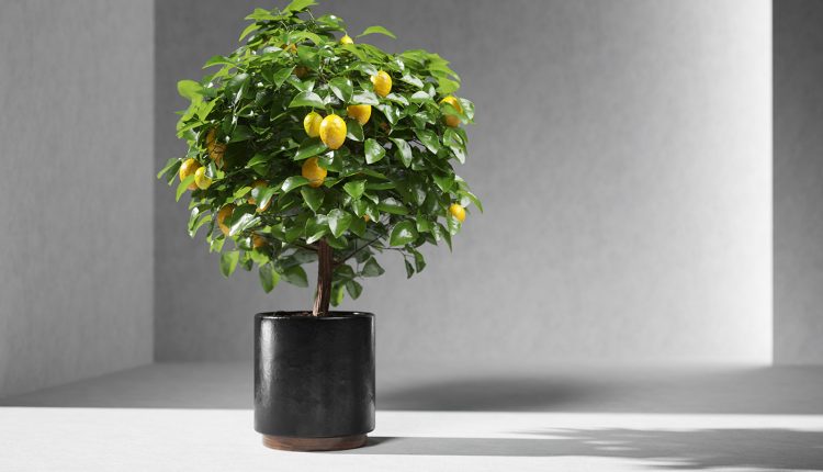 Free Lemon Tree 3D Model by Viz-People 1