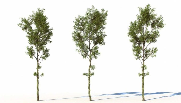 free-trees-3d-models-from-cg-projects