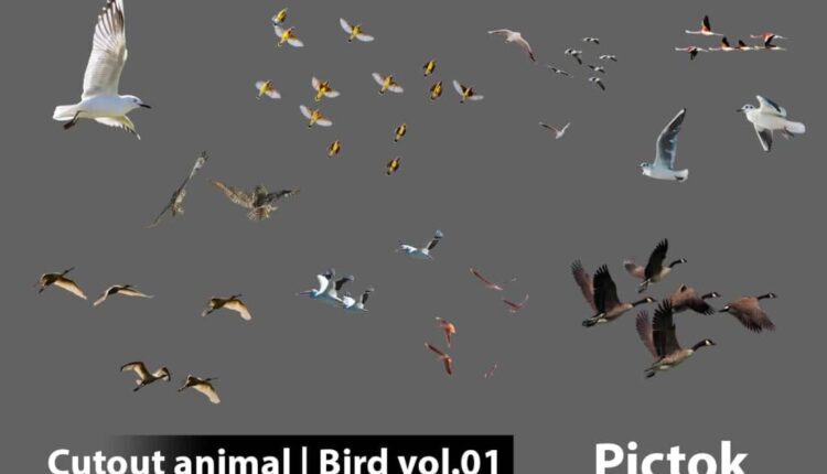 Download Free Cutout Animal Bird Collection Vol.01 from Pictok