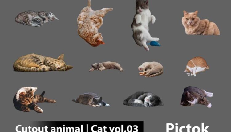 Download Free Cutout Animal – Cat Collection Vol.03 from Pictok