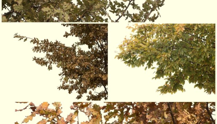 Free Autumn Corner Trees from Stardust Visual