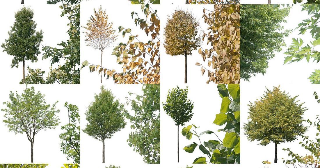 16 free cut-out trees for personal and commercial use from AA Textures
