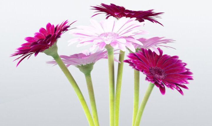 Free 3D model Gerbera Flowers by VIZPARK