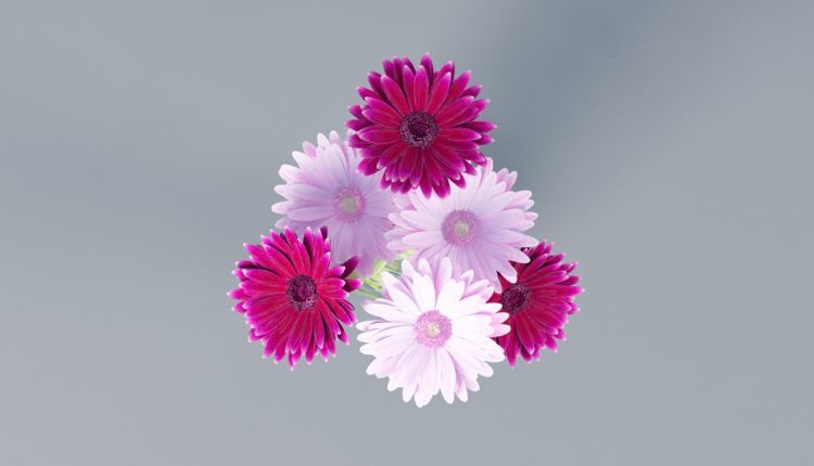 Free 3D model Gerbera Flowers by VIZPARK
