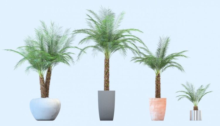 Free 3D model Phoenix Palm (v2) by VIZPARK (2)