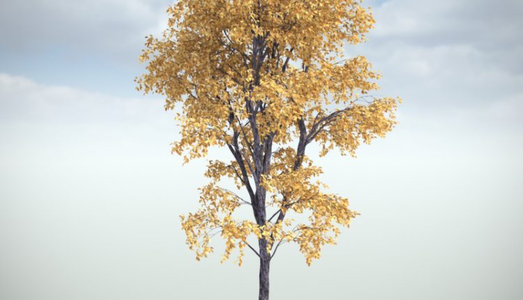 Free 3D model White Oak by VIZPARK
