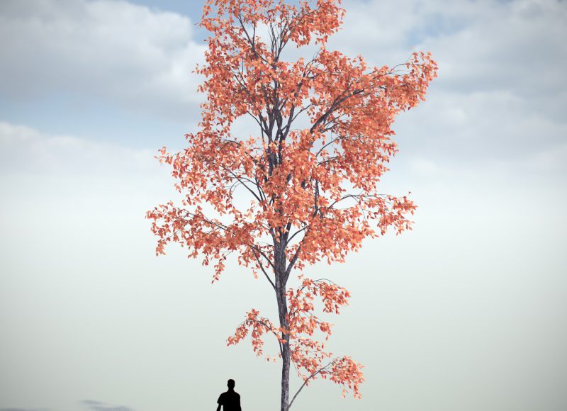 Free 3D model White Oak by VIZPARK