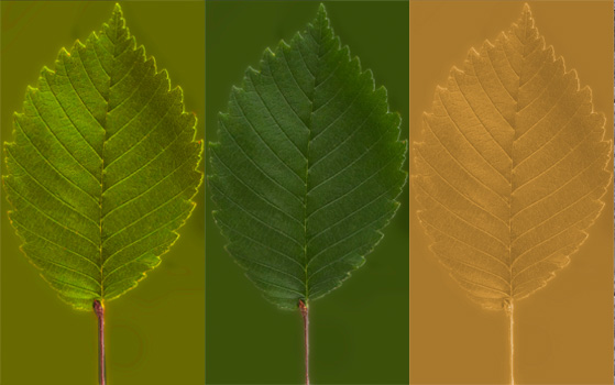 Tree Model and Seasonal Leaves from XOIO (1)